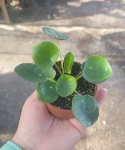 Pilea Peperomioides Live Plant – Chinese Money Plant – UFO Plant – Easy Care Houseplant – 2in or 4in Pot - Image 1