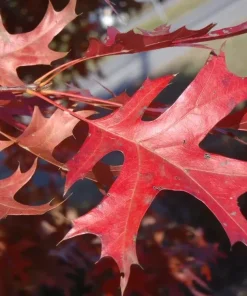 Pin Oak Live Tree (Quercus palustris) - Fast Growing Shade Tree, 12-18" Tall in 3.5" Pot, Outdoor - Image 2