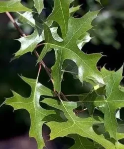 Pin Oak Live Tree (Quercus palustris) - Fast Growing Shade Tree, 12-18