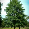 Pin Oak Live Tree (Quercus palustris) - Fast Growing Shade Tree, 12-18" Tall in 3.5" Pot, Outdoor - Image 1