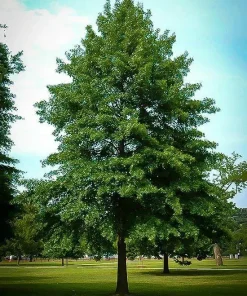Pin Oak Live Tree (Quercus palustris) - Fast Growing Shade Tree, 12-18" Tall in 3.5" Pot, Outdoor - Image 1