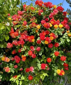 Pinata Rose Live Plant – Orange Yellow Rose Bush – Outdoor Garden Plant – 4 to 6 Inch Tall - Image 2
