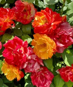 Pinata Rose Live Plant – Orange Yellow Rose Bush – Outdoor Garden Plant – 4 to 6 Inch Tall - Image 3