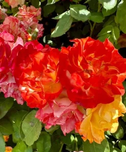 Pinata Rose Live Plant – Orange Yellow Rose Bush – Outdoor Garden Plant – 4 to 6 Inch Tall - Image 4