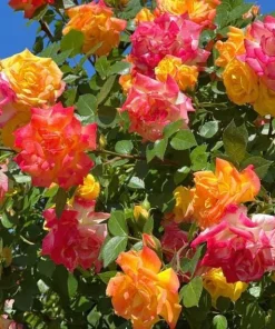 Pinata Rose Live Plant – Orange Yellow Rose Bush – Outdoor Garden Plant – 4 to 6 Inch Tall - Image 5