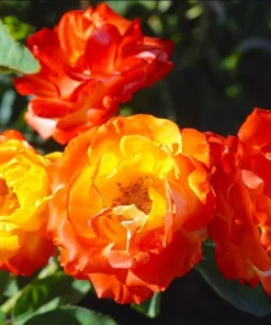 Pinata Rose Live Plant – Orange Yellow Rose Bush – Outdoor Garden Plant – 4 to 6 Inch Tall - Image 6