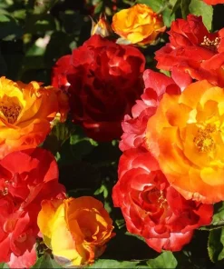 Pinata Rose Live Plant – Orange Yellow Rose Bush – Outdoor Garden Plant – 4 to 6 Inch Tall - Image 7