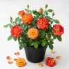 Pinata Rose Live Plant – Orange Yellow Rose Bush – Outdoor Garden Plant – 4 to 6 Inch Tall - Image 1