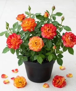 Pinata Rose Live Plant – Orange Yellow Rose Bush – Outdoor Garden Plant – 4 to 6 Inch Tall - Image 1