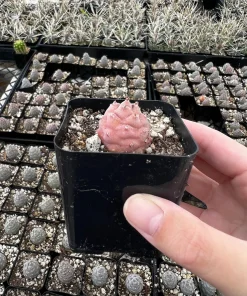 Pine Cone Cactus Live Plant - Rare Pink Succulent in 2.5'' Pot - Image 2