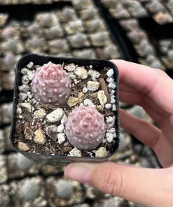 Pine Cone Cactus Live Plant - Rare Pink Succulent in 2.5'' Pot - Image 3