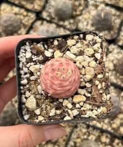 Pine Cone Cactus Live Plant - Rare Pink Succulent in 2.5'' Pot - Image 4