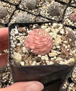 Pine Cone Cactus Live Plant - Rare Pink Succulent in 2.5'' Pot - Image 5