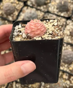 Pine Cone Cactus Live Plant - Rare Pink Succulent in 2.5'' Pot - Image 6