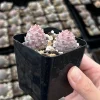 Pine Cone Cactus Live Plant - Rare Pink Succulent in 2.5'' Pot - Image 1