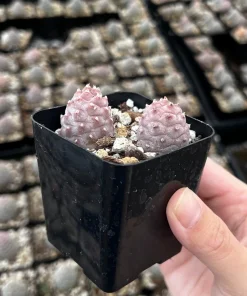 Pine Cone Cactus Live Plant - Rare Pink Succulent in 2.5'' Pot - Image 1