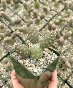 Pine Cone Cactus Live Plant – Tephrocactus Articulatus – 3" Pot – Unique Succulent - Image 2