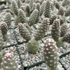 Pine Cone Cactus Live Plant – Tephrocactus Articulatus – 3" Pot – Unique Succulent - Image 1