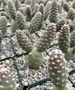 Pine Cone Cactus Live Plant – Tephrocactus Articulatus – 3" Pot – Unique Succulent - Image 1