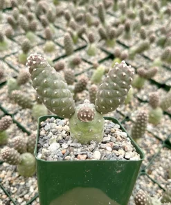 Pine Cone Cactus Live Plant – Tephrocactus Articulatus – 3