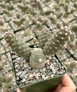 Pine Cone Cactus Live Plant – Tephrocactus Articulatus – 3
