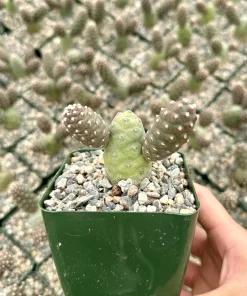 Pine Cone Cactus Live Plant – Tephrocactus Articulatus – 3