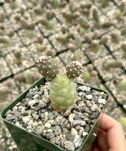 Pine Cone Cactus Live Plant – Tephrocactus Articulatus – 3