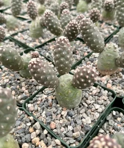 Pine Cone Cactus Live Plant – Tephrocactus Articulatus – 3