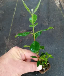 Pineapple Guava Live Plant – 4-6 Inches – Exotic Fruit Tree – Fragrant Blooms, Sweet Fruit - Image 5