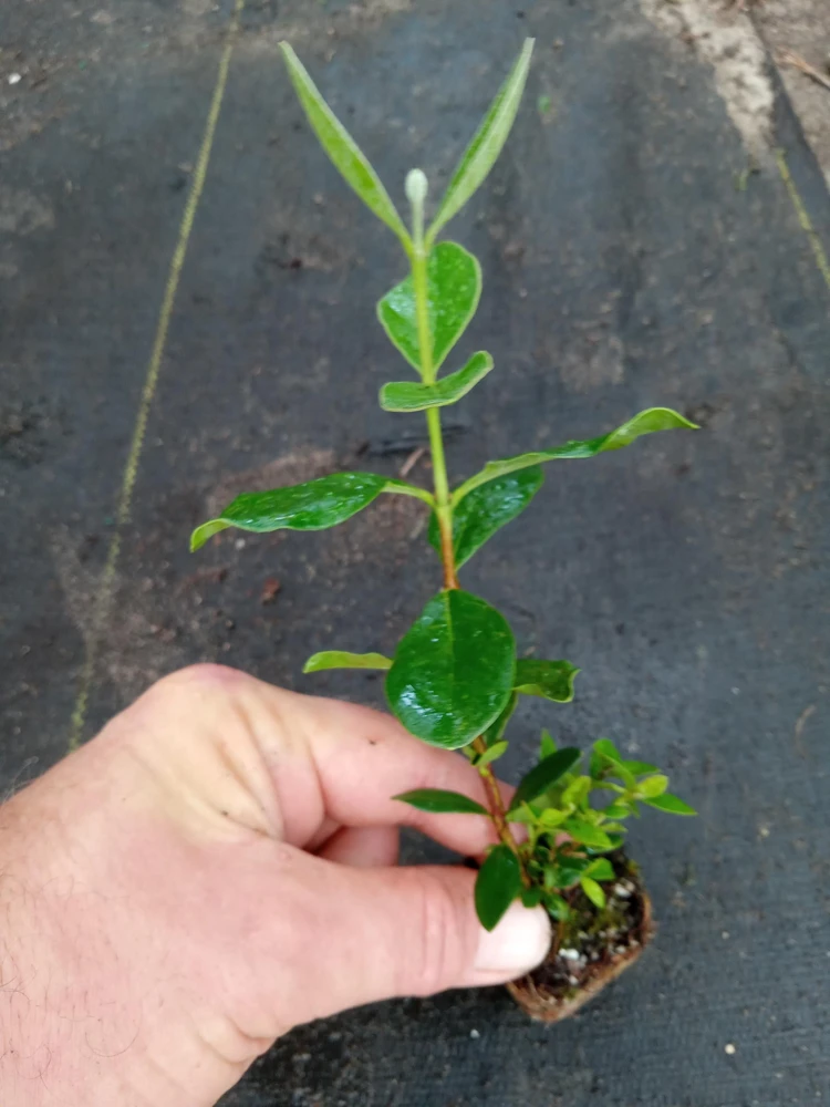 Pineapple Guava Live Plant – 4-6 Inches – Exotic Fruit Tree – Fragrant Blooms, Sweet Fruit - Image 5