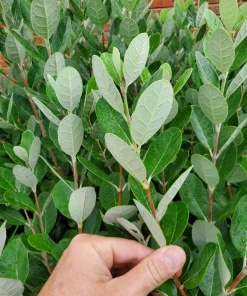 Pineapple Guava Live Plant – 4-6 Inches – Exotic Fruit Tree – Fragrant Blooms, Sweet Fruit - Image 6