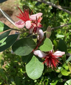 Pineapple Guava Live Plant – 4-6 Inches – Exotic Fruit Tree – Fragrant Blooms, Sweet Fruit - Image 7