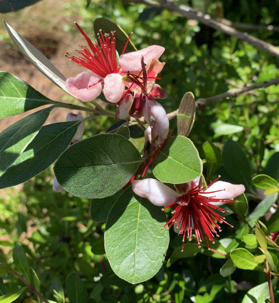 Pineapple Guava Live Plant – 4-6 Inches – Exotic Fruit Tree – Fragrant Blooms, Sweet Fruit - Image 7