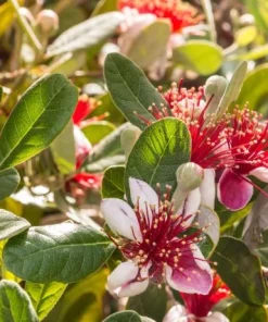 Pineapple Guava Live Plant - Feijoa Sellowiana Fruit Tree 4-6 Inch Tall - Image 2