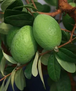 Pineapple Guava Live Plant - Feijoa Sellowiana Fruit Tree 4-6 Inch Tall - Image 3
