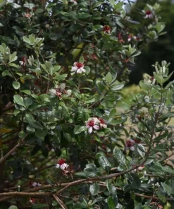 Pineapple Guava Live Plant - Feijoa Sellowiana Fruit Tree 4-6 Inch Tall - Image 4