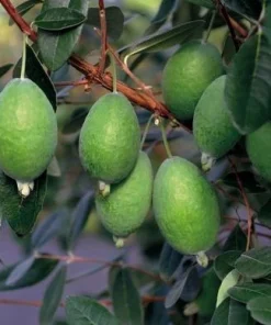 Pineapple Guava Live Plant - Feijoa Sellowiana Fruit Tree 4-6 Inch Tall - Image 5
