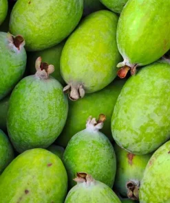 Pineapple Guava Live Plant - Feijoa Sellowiana Fruit Tree 4-6 Inch Tall - Image 6