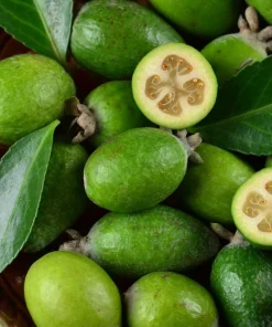 Pineapple Guava Live Plant - Feijoa Sellowiana Fruit Tree 4-6 Inch Tall - Image 7