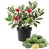 Pineapple Guava Live Plant - Feijoa Sellowiana Fruit Tree 4-6 Inch Tall - Image 1