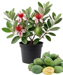 Pineapple Guava Live Plant - Feijoa Sellowiana Fruit Tree 4-6 Inch Tall - Image 1
