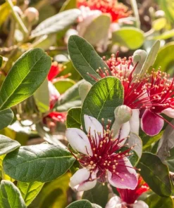 Pineapple Guava Tree Live Plant, Tropical Fruit, 4-6 Inch Tall - Image 2