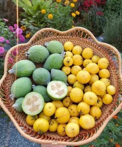 Pineapple Guava Tree Live Plant, Tropical Fruit, 4-6 Inch Tall - Image 4