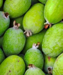 Pineapple Guava Tree Live Plant, Tropical Fruit, 4-6 Inch Tall - Image 5