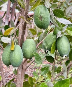 Pineapple Guava Tree Live Plant, Tropical Fruit, 4-6 Inch Tall - Image 6