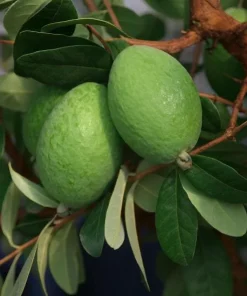Pineapple Guava Tree Live Plant, Tropical Fruit, 4-6 Inch Tall - Image 7