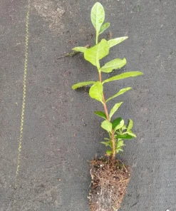 Pineapple Guava Tree Live Plant, Tropical Fruit, 4-6 Inch Tall - Image 9