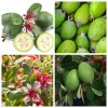 Pineapple Guava Tree Live Plant, Tropical Fruit, 4-6 Inch Tall - Image 1