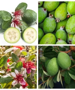 Pineapple Guava Tree Live Plant, Tropical Fruit, 4-6 Inch Tall - Image 1