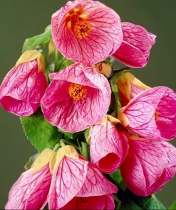 Pink Abutilon Live Plant Set of 2 – Lantern Trailing Flower Vine 4-6 Inch - Image 3